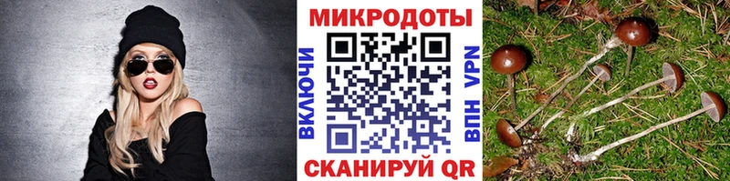 KRAKEN как зайти  Трёхгорный  Галлюциногенные грибы мицелий 